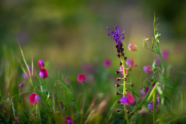 Pohled na krajinu květin — Stock fotografie