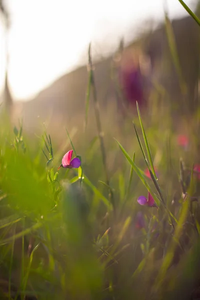 Fleurs de pois sauvages — Photo