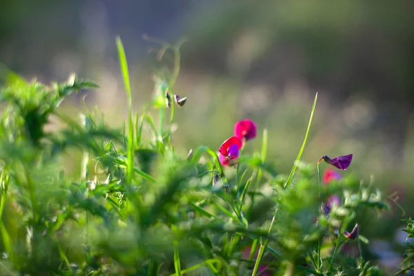 Blommor av vild ärt — Stockfoto