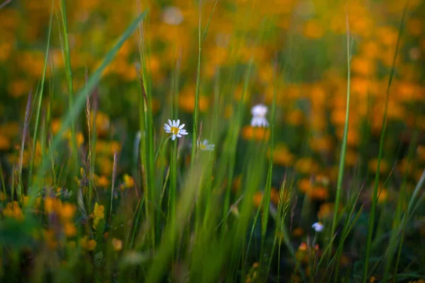 Margaridas brancas fora da grama — Fotografia de Stock