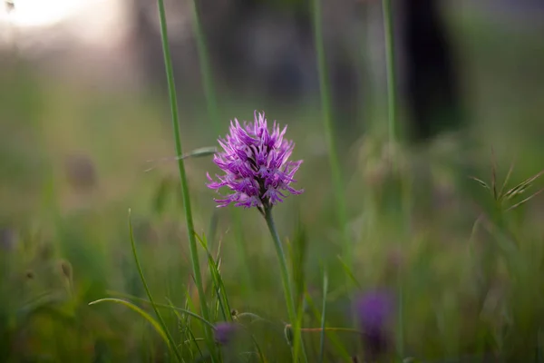 Close up of wild orchid — Stock Photo, Image