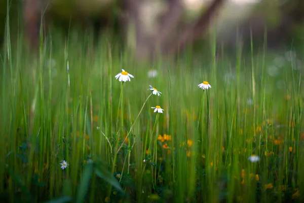 Witte madeliefjes uit het gras — Stockfoto