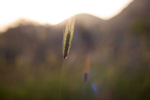 Poaceae ou gramineae — Fotografia de Stock