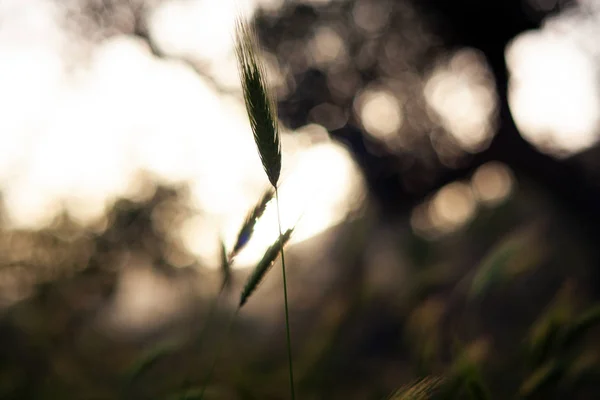 Vista Planta Poaceae Gramineae Pôr Sol — Fotografia de Stock