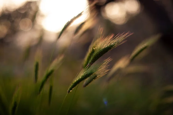 Blick Auf Poaceae Oder Gramineae Pflanze Bei Sonnenuntergang — Stockfoto