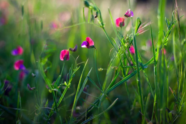 Blüten der wilden Erbse — Stockfoto