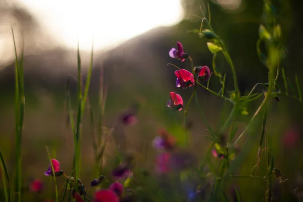 Bloemen van wilde erwt — Stockfoto