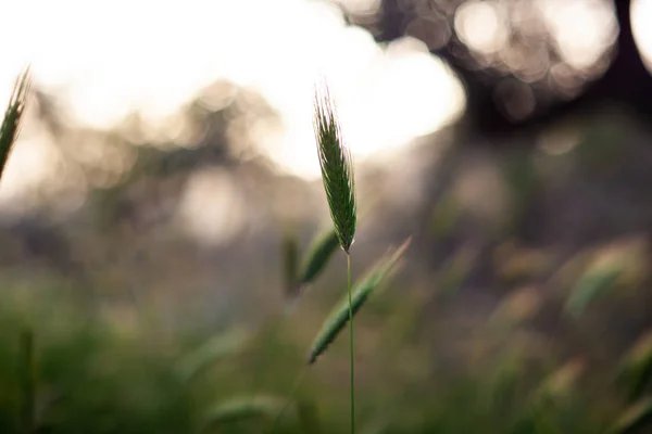 Poaceae oder gramineae — Stockfoto