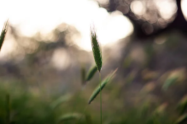 Poaceae ou gramineae — Fotografia de Stock