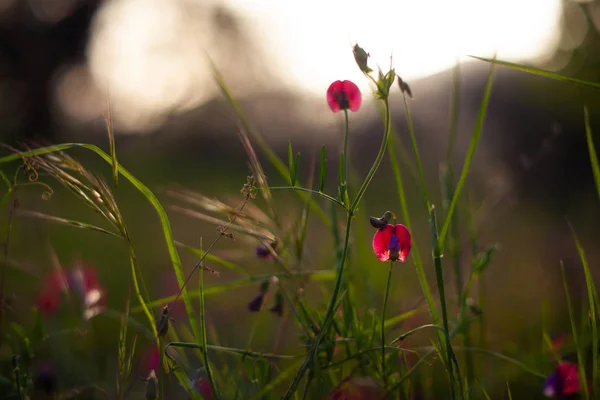 Kwiaty z dzikiej grochu — Zdjęcie stockowe