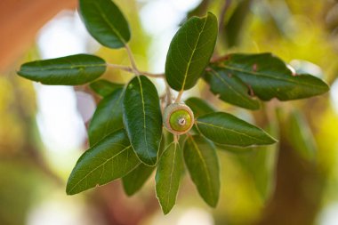 Çilek ağacının dalını meşe palamudu ile kapatın.