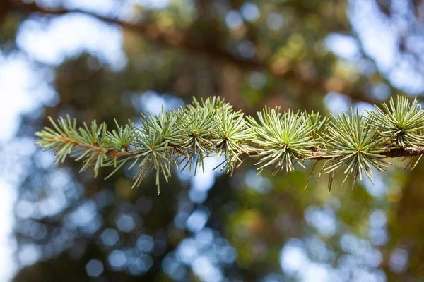 Close Cedar Needle Branchlet — Stock Photo, Image