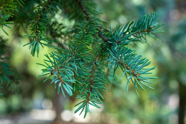 Close Spruce Foliage — Stock Photo, Image