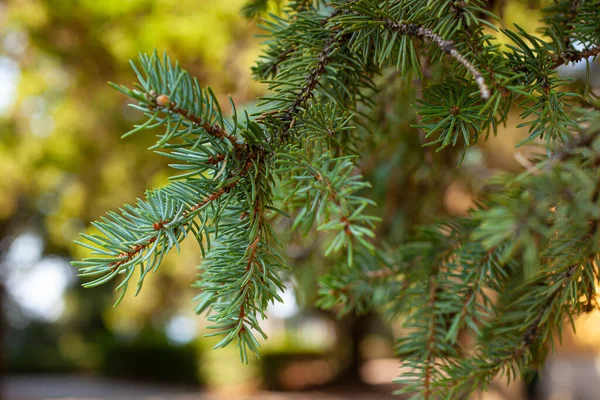 Close Spruce Foliage — Stock Photo, Image