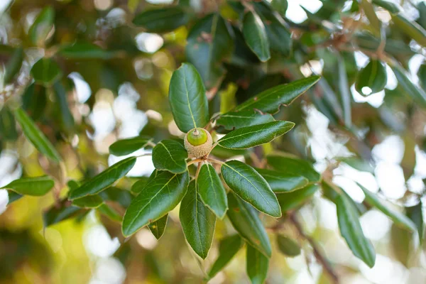 Close Strawberry Tree Branch Acorns — Stock Photo, Image