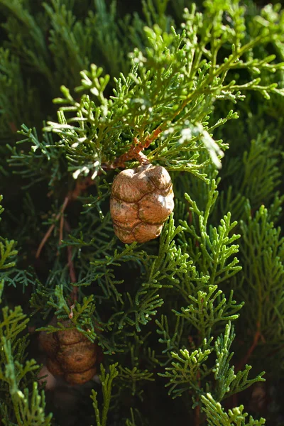 Ciprusi Lombozat Közelsége — Stock Fotó