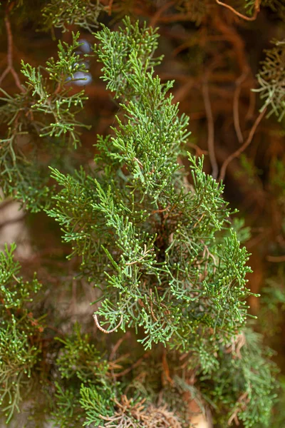 Sluiten Van Het Naaldblad — Stockfoto