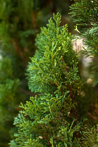 Close Cypress Foliage — Stock Photo, Image