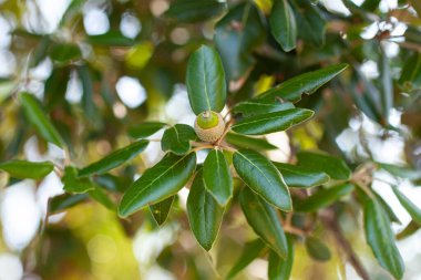 Çilek ağacının dalını meşe palamudu ile kapatın.
