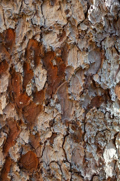 나무껍질을 클로즈업 — 스톡 사진