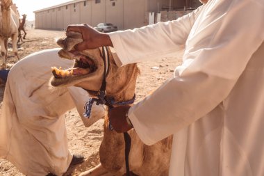 AL AIN/UNITED ARAB EMIRATES - MARCH 29th, 2018: Local Camel market clipart