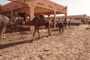 Al Ain, Emirates yerel deve pazarda