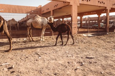Al Ain, Emirates yerel deve pazarda
