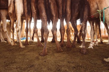 Al Ain, Emirates yerel deve pazarda