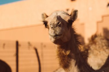 Al Ain, Emirates yerel deve pazarda