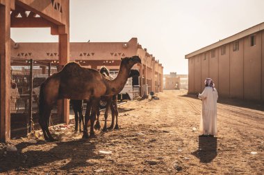 Al Ain/Birleşik Arap Emirlikleri - 29 Mart 2018: Yerel deve Pazar