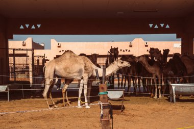 Al Ain, Emirates yerel deve pazarda
