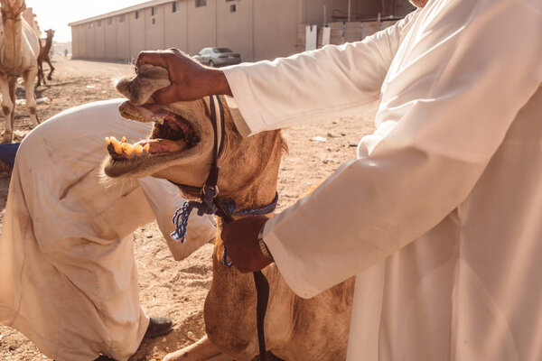 AL AIN/UNITED ARAB EMIRATES - MARCH 29th, 2018: Local Camel market