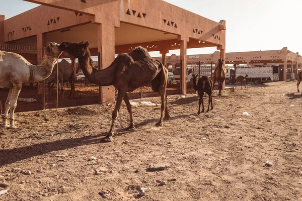 Lokalny Targ Wielbłądów Ain Arabskie — Zdjęcie stockowe