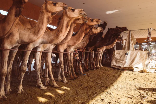 Lokalny Targ Wielbłądów Ain Arabskie — Zdjęcie stockowe