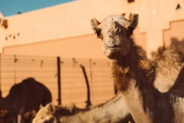 Lokale Kameel Markt Ain Emiraten — Stockfoto