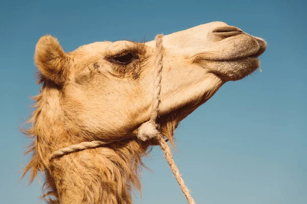 Τοπική Αγορά Καμήλων Ain Εμιράτα — Φωτογραφία Αρχείου