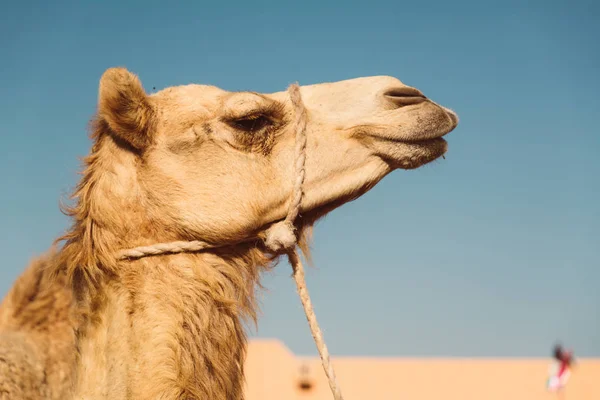 Local Camel Market Ain Emirates — Stock Photo, Image