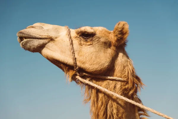 Local Camel Market Ain Emirates — Stock Photo, Image