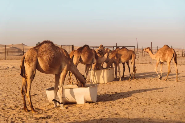 Camellos Salvajes Desierto Khatim Abu Dhabi Emiratos —  Fotos de Stock
