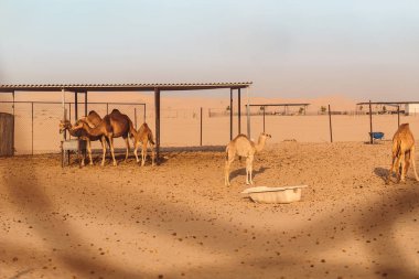 Yabani deve Abu Dhabi, b. a. Emirlikleri Al Khatim çöl