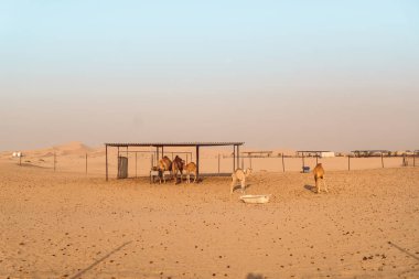 Yabani deve Abu Dhabi, b. a. Emirlikleri Al Khatim çöl