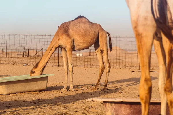 stock image Wild camels in the desert of Al Khatim in Abu Dhabi, Emirates