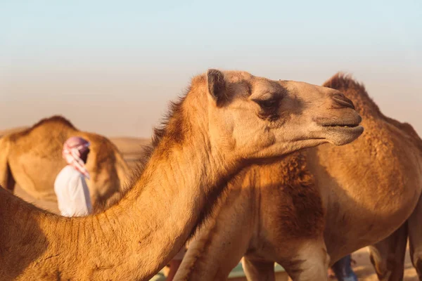 Дикі Верблюдах Пустелі Аль Khatim Абу Дабі Емірати — стокове фото
