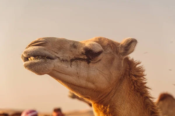 Wilde Kamelen Woestijn Van Khatim Abu Dhabi Emiraten — Stockfoto