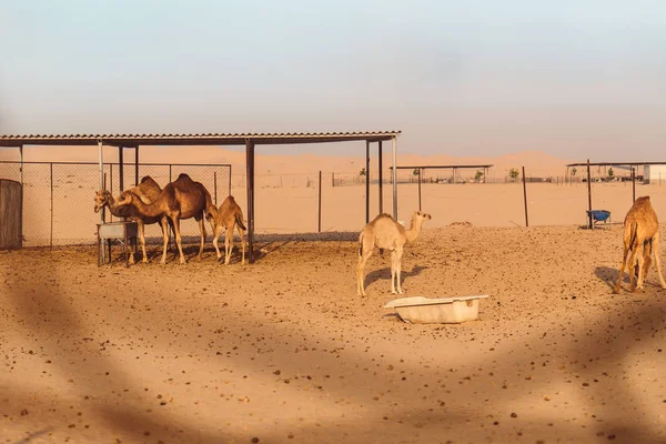 Camellos Salvajes Desierto Khatim Abu Dhabi Emiratos —  Fotos de Stock