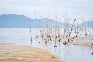 Sarawak/Borneo/Malezya/Haziran 2014: Bako 'de kurutulmuş ağaçlar