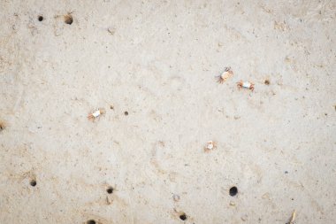 Sarawak/Malezya/Haziran 2014: vahşi doğa Bako Ulusal