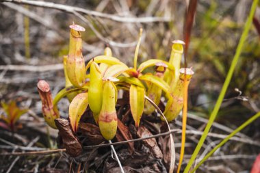 Borneo/Malezya/Haziran 2014: vahşi nephentes etobur bitki 