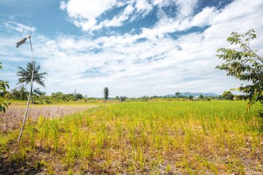 Borneo/Sarawak/Malezya/Haziran 2014: bölgede pirinç tarlaları