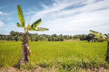 Borneo/Sarawak/Malezya/Haziran 2014: bölgede pirinç tarlaları